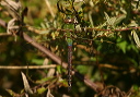 common_green_darner114