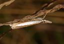 crambus_5286