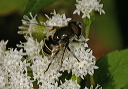 eristalis_5056