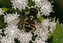eristalis_img_5055
