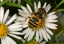 eristalis_img_5221