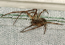 img_5103_araneidae