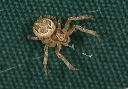 img_5114_araneidae