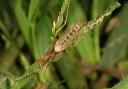 img_5255_midge