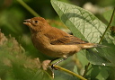 indigo_bunting089