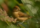 indigo_bunting096