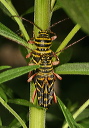 locust_borer_img_5076