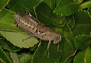 melanoplus_img_4953