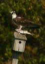 osprey139