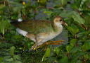 purple_gallinule366
