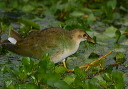 purple_gallinule369