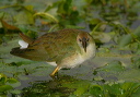 purple_gallinule374