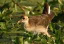 purple_gallinule378