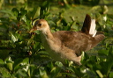 purple_gallinule386