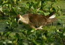 purple_gallinule388