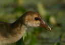 purple_gallinule431