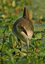 purple_gallinule438