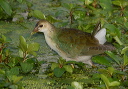purple_gallinule467