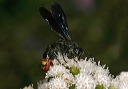 scolia_img_5060