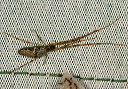 tetragnatha_img_5106