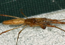 tetragnatha_img_5108_2