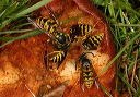 vespula_germanica200