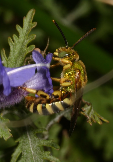 Agapostemon sp. Halictidae