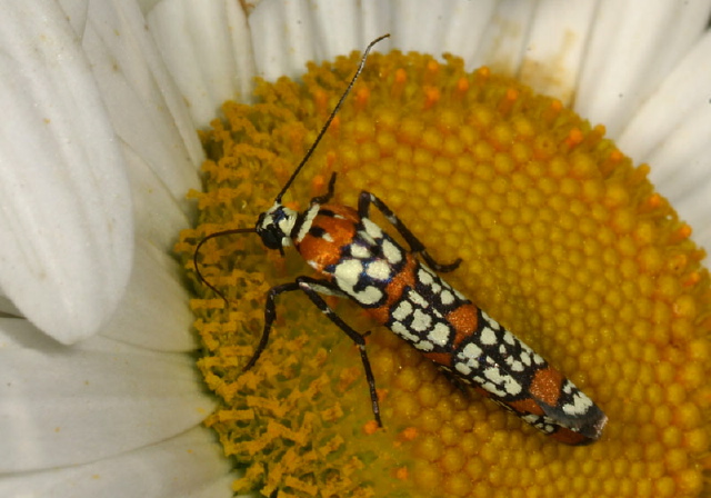 Atteva aurea Yponomeutidae