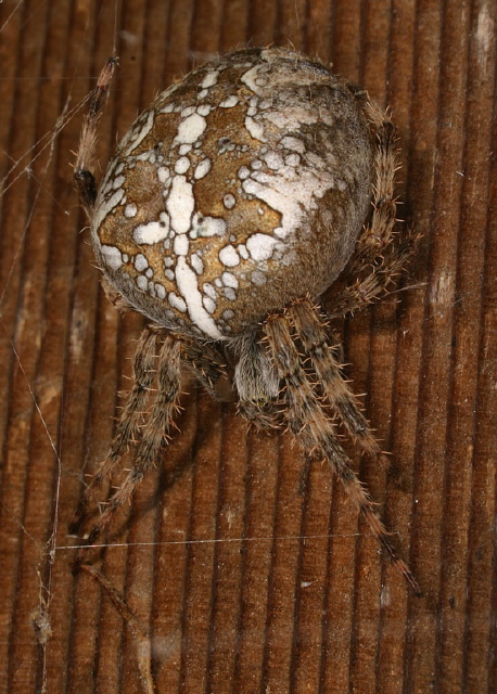 Araneus diadematus Araneidae