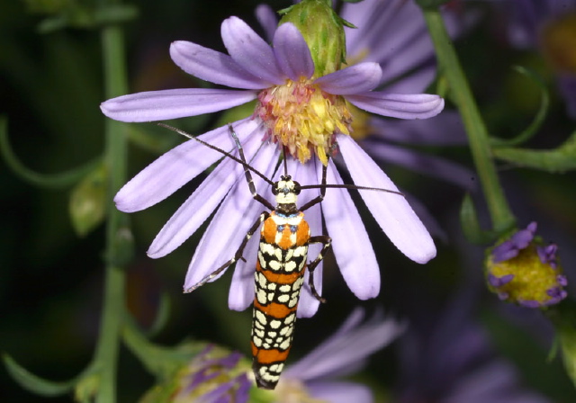 Atteva aurea Yponomeutidae