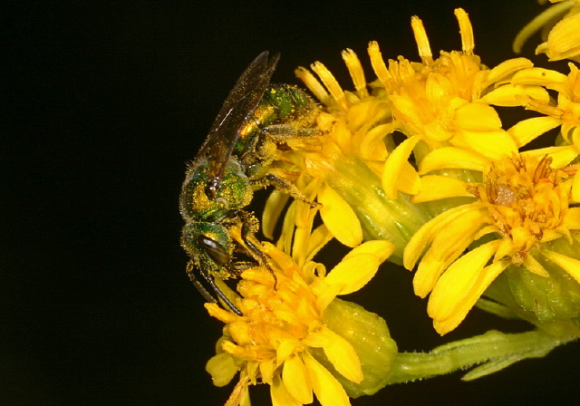 Augochlora pura Halictidae