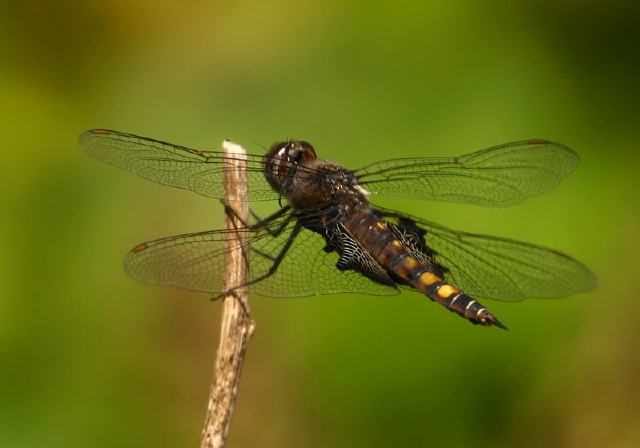 Tramea lacerata Libellulidae