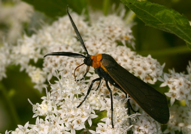 Cisseps fulvicollis Erebidae