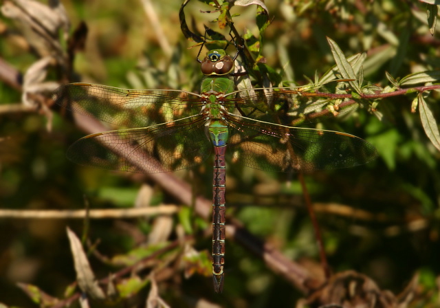 Anax junius Aeshnidae