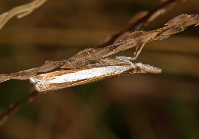 Crambus leachellus Crambidae