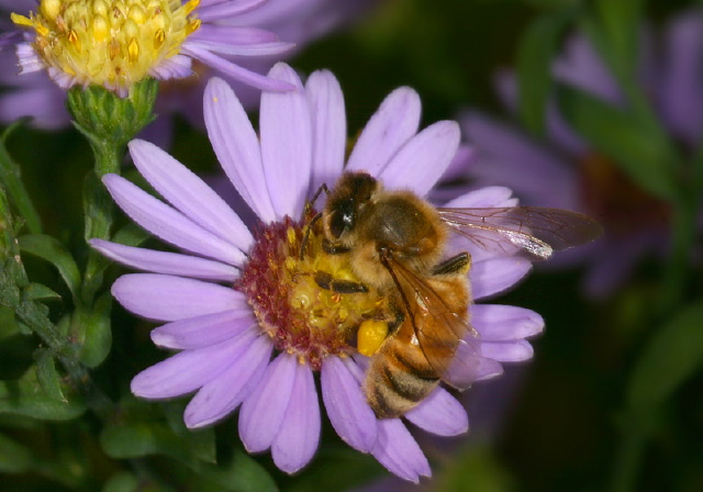 Apis mellifera Apidae