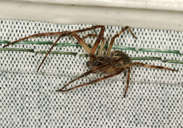 Larinioides sp. Araneidae