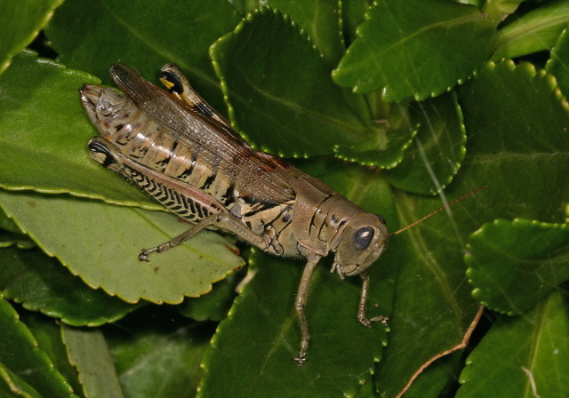 Melanoplus differentialis Acrididae