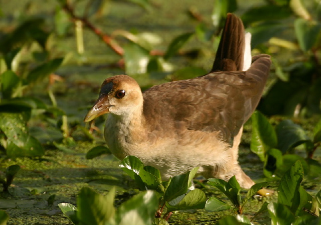 Porphyrula martinica Rallidae