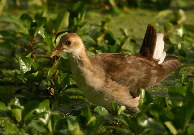 Porphyrula martinica Rallidae