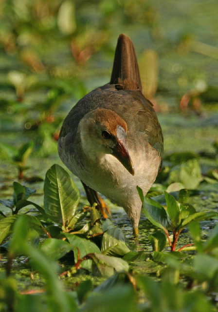 Porphyrula martinica Rallidae