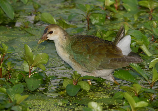 Porphyrula martinica Rallidae