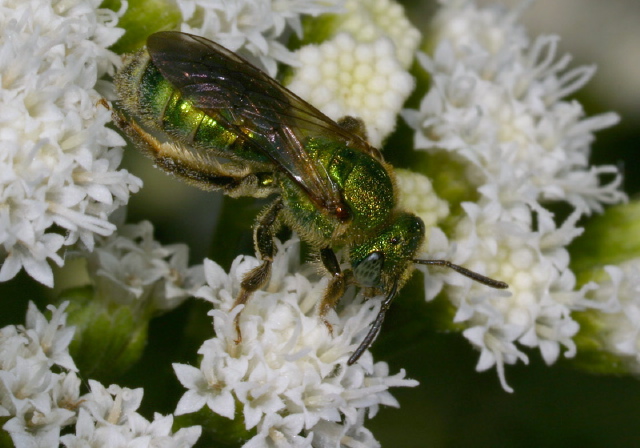 Agapostemon sericeus Halictidae