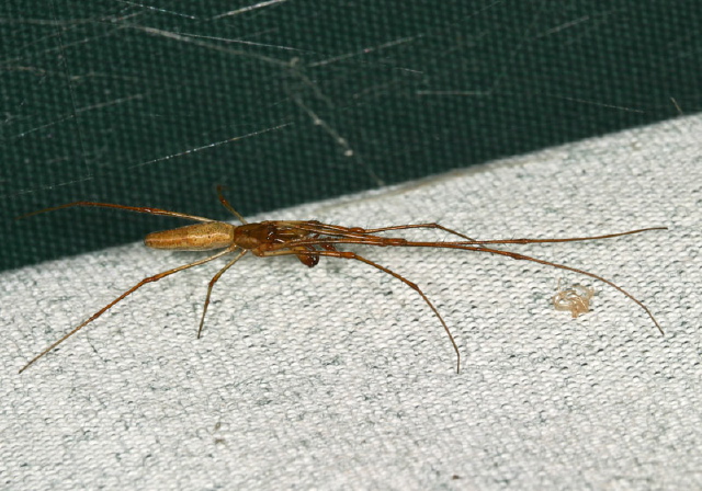 Tetragnatha guatemalensis? Tetragnathidae