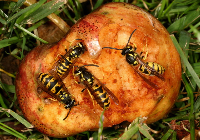 Vespula Germanica Vespidae