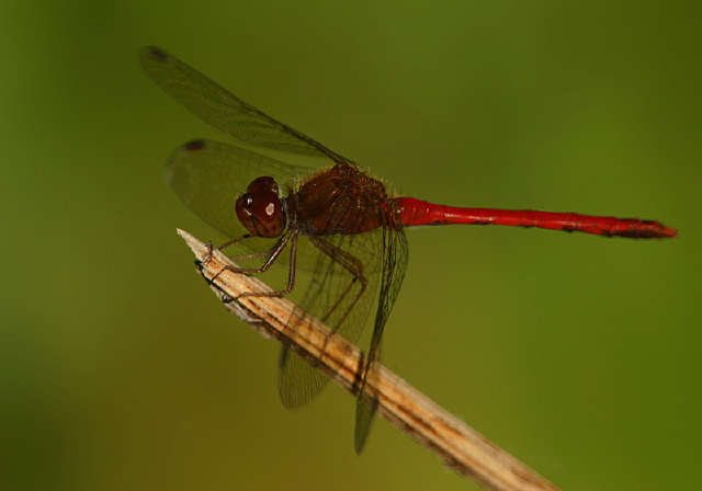 Sympetrum vicinum Libellulidae