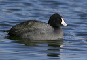 american_coot888