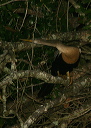 anhinga558