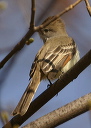 ash-throated_flycatcher625