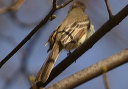 ash-throated_flycatcher627